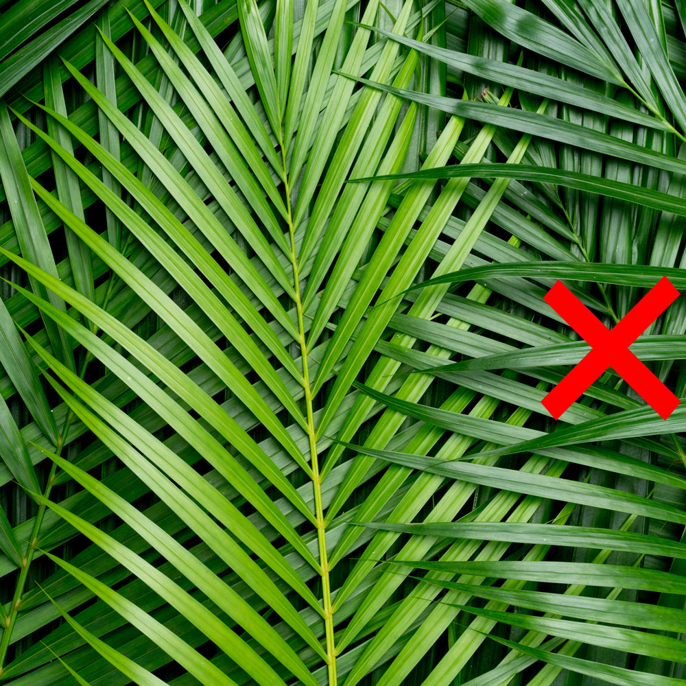 Le foglie di palma non sono adatte al cippatore