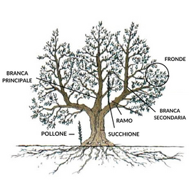 disegno-albero-ulivo-con-nomi-per-struttura