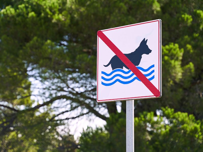 Meglio non far fare il bagno agli animali nelle piscine fuori terra